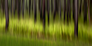 Ravenshoe Woods II | Johann Montet Fine Art Photography | Far North Queensland