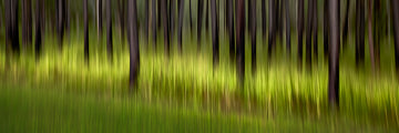 Ravenshoe Woods | Johann Montet Fine Art Photography | Far North Queensland